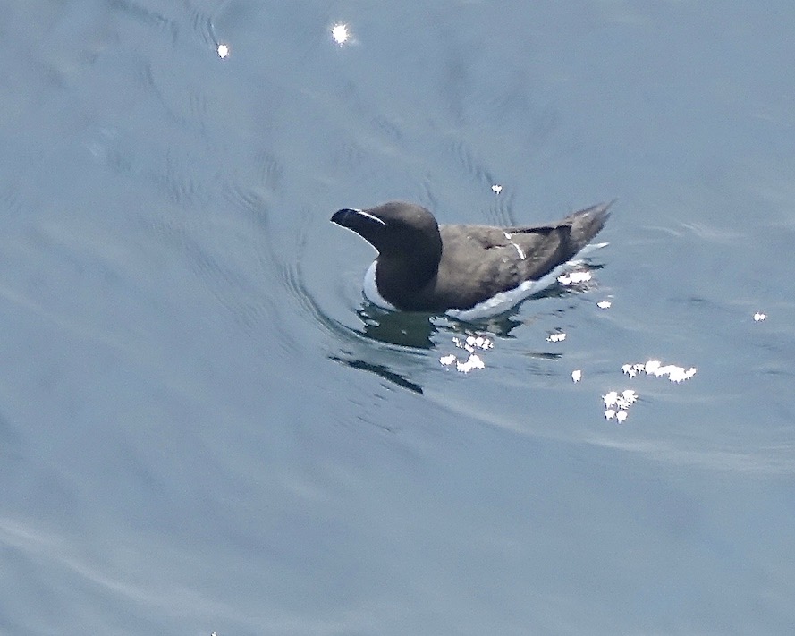 razorbill